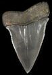 Glossy, Fossil Mako Shark Tooth - Georgia #42268-1